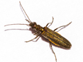 Oedemera lurida